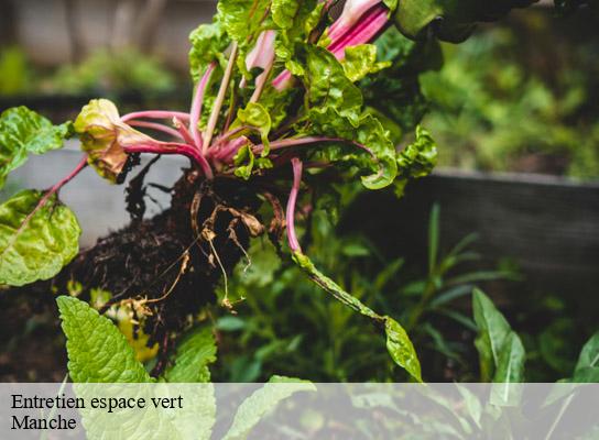 Entretien espace vert 50 Manche  MR Reinhart