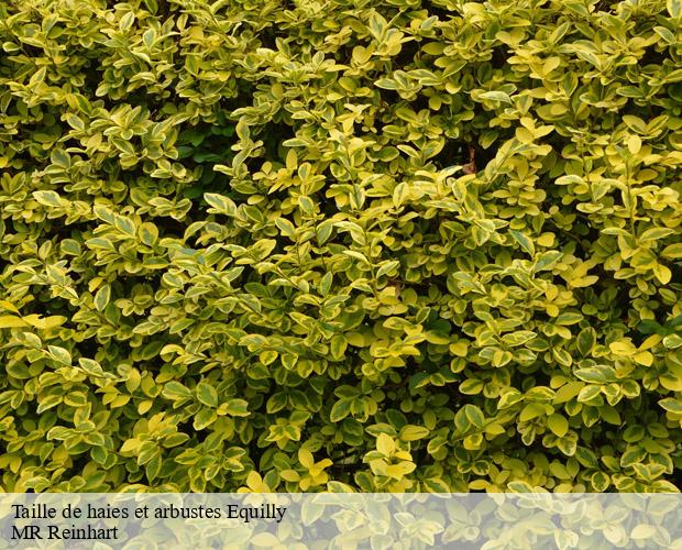 Taille de haies et arbustes  equilly-50320 MR Reinhart