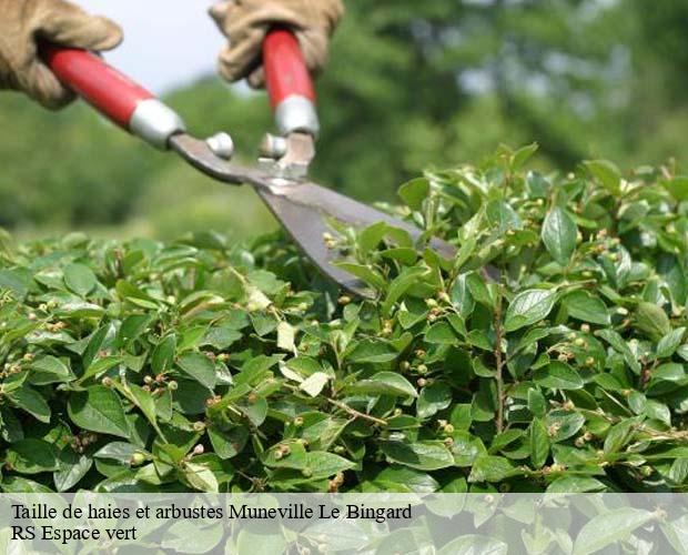 Taille de haies et arbustes  muneville-le-bingard-50490 RS Espace vert