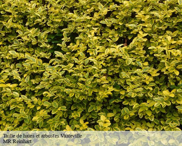 Taille de haies et arbustes  vasteville-50440 MR Reinhart