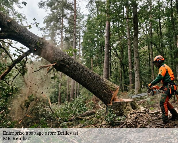 Entreprise abattage arbre  brillevast-50330 MR Reinhart